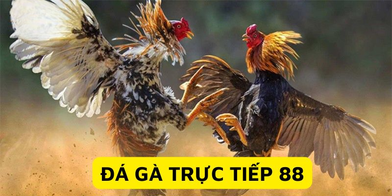 Đá gà trực tiếp 88 cập nhật kèo siêu đa dạng