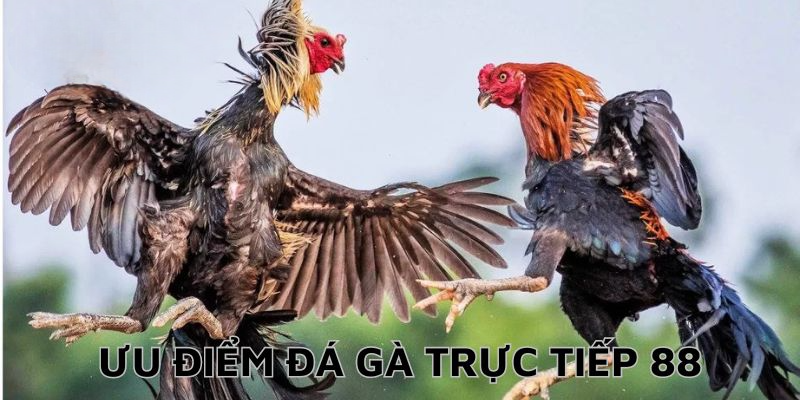 Giới thiệu chuyên sâu về đá gà trực tiếp 88